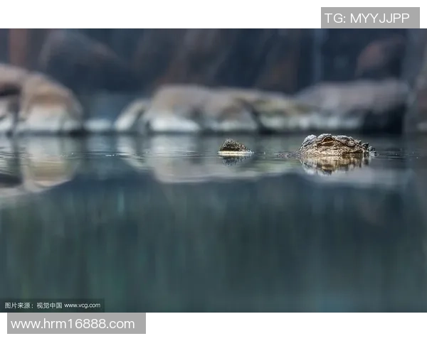 完美鳄鱼孤身潜伏草丛被捕CFO团队齐聚河道决战上单